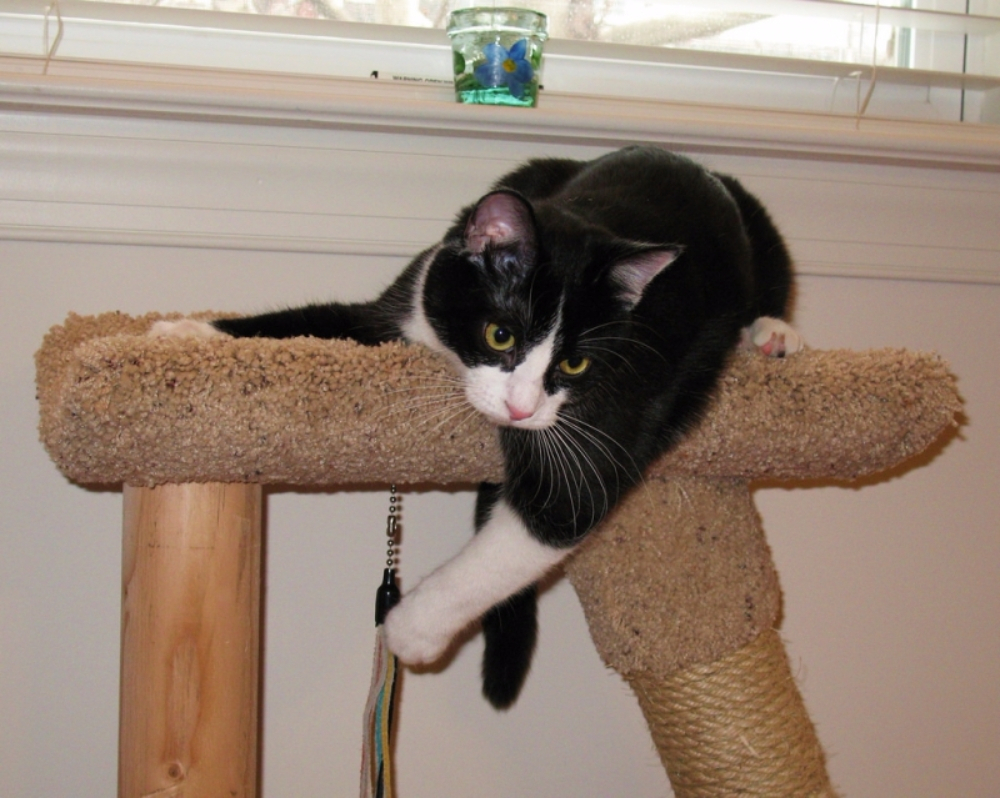 고양이의 필수품 스크래처