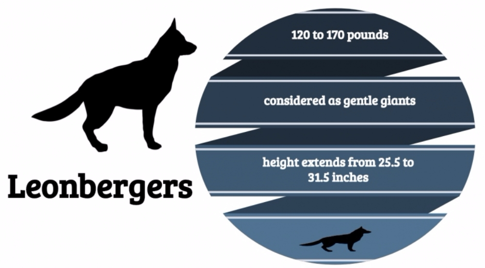 온화한 거인 레온베르거를 아십니까