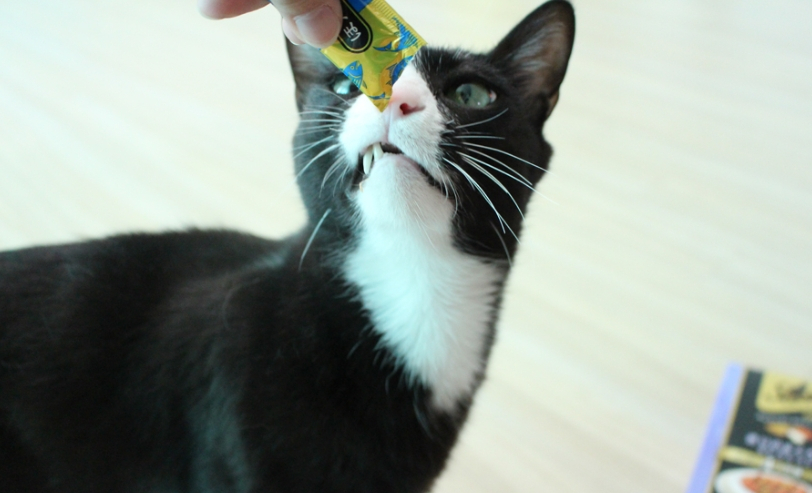 버려지는 가구, 새 단장해 반려동물에게 물려주면 어떨까