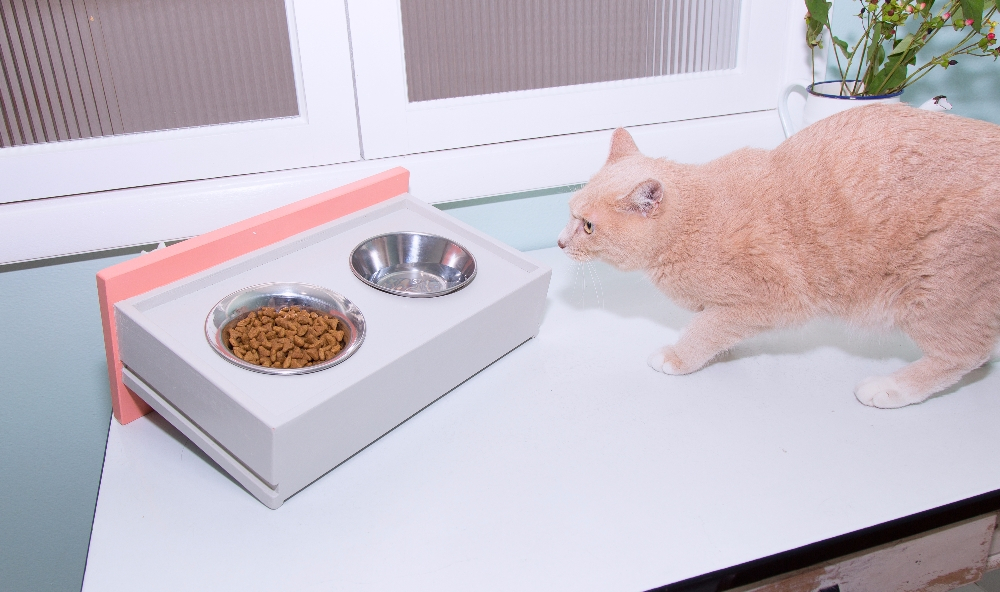 버려지는 가구, 새 단장해 반려동물에게 물려주면 어떨까