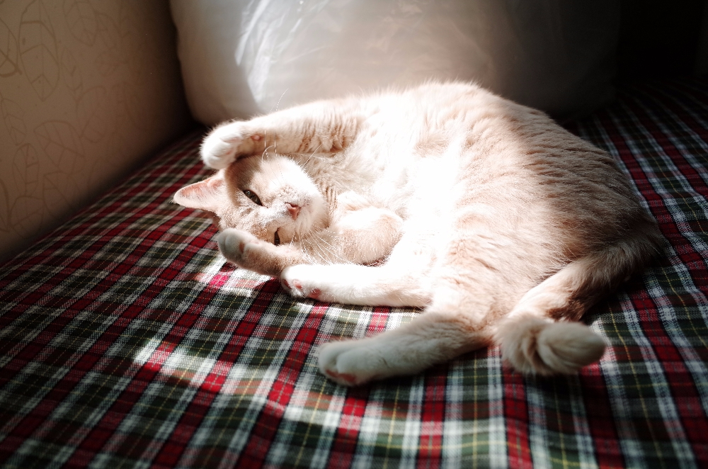 버려지는 가구, 새 단장해 반려동물에게 물려주면 어떨까