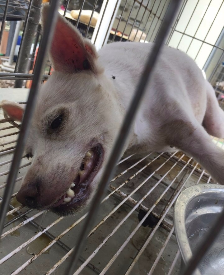 보호인가, 동물 학대인가? 논란에 빠진 유기동물 보호소