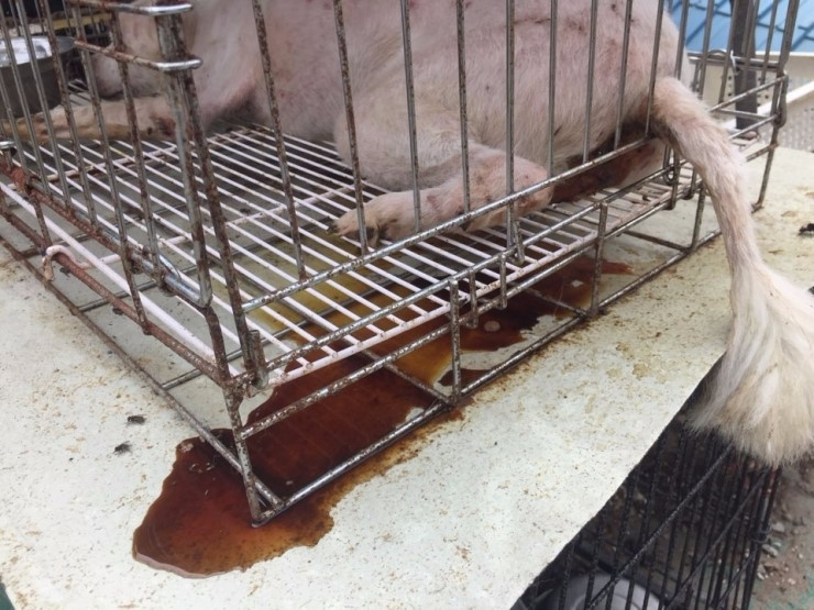 보호인가, 동물 학대인가? 논란에 빠진 유기동물 보호소