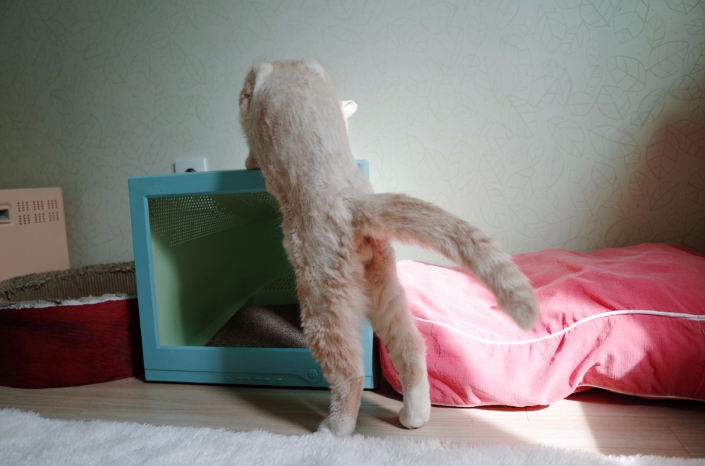 버려지는 가구, 새 단장해 반려동물에게 물려주면 어떨까