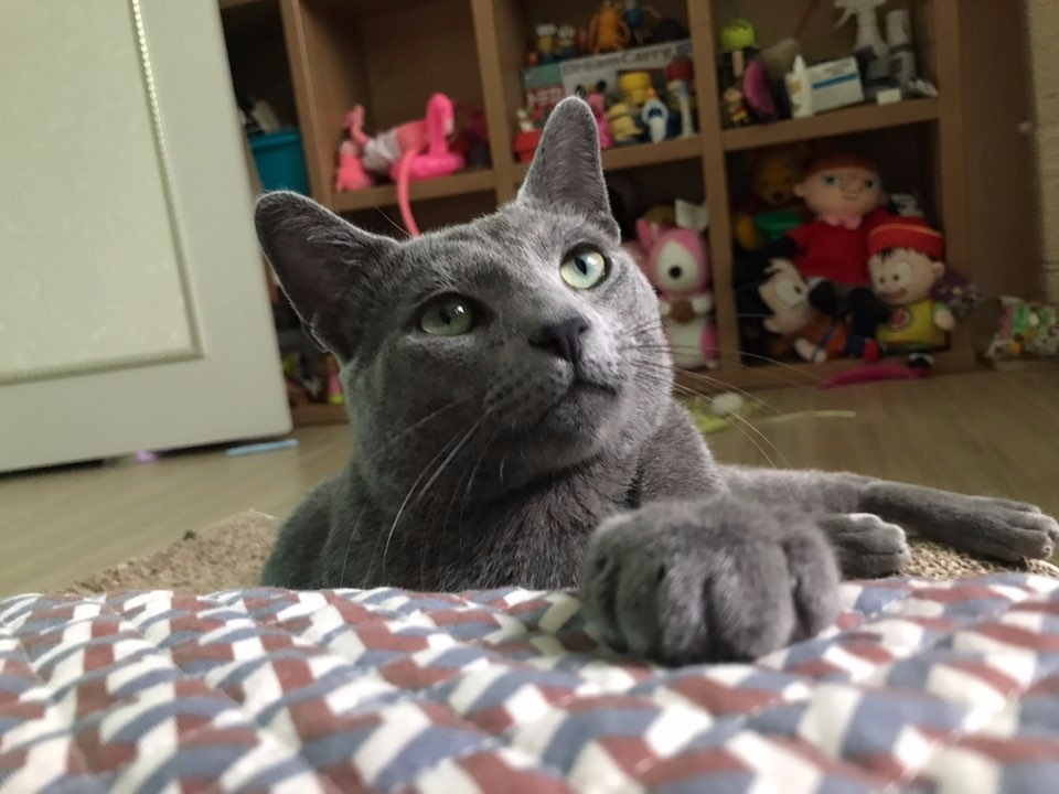 버려지는 가구, 새 단장해 반려동물에게 물려주면 어떨까