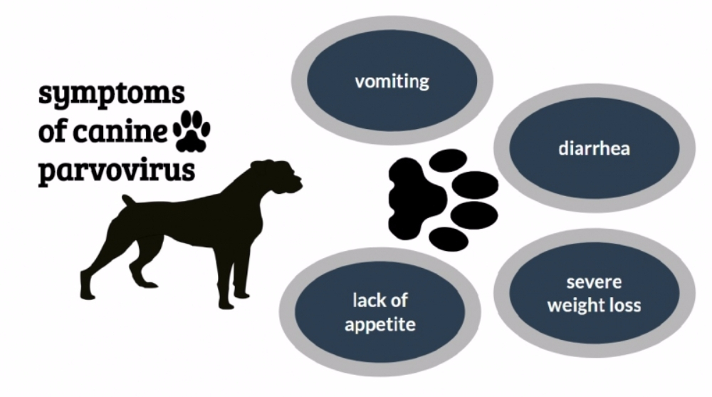 하루 만에 숨을 끊는 파보 바이러스, 예방과 치료법은?