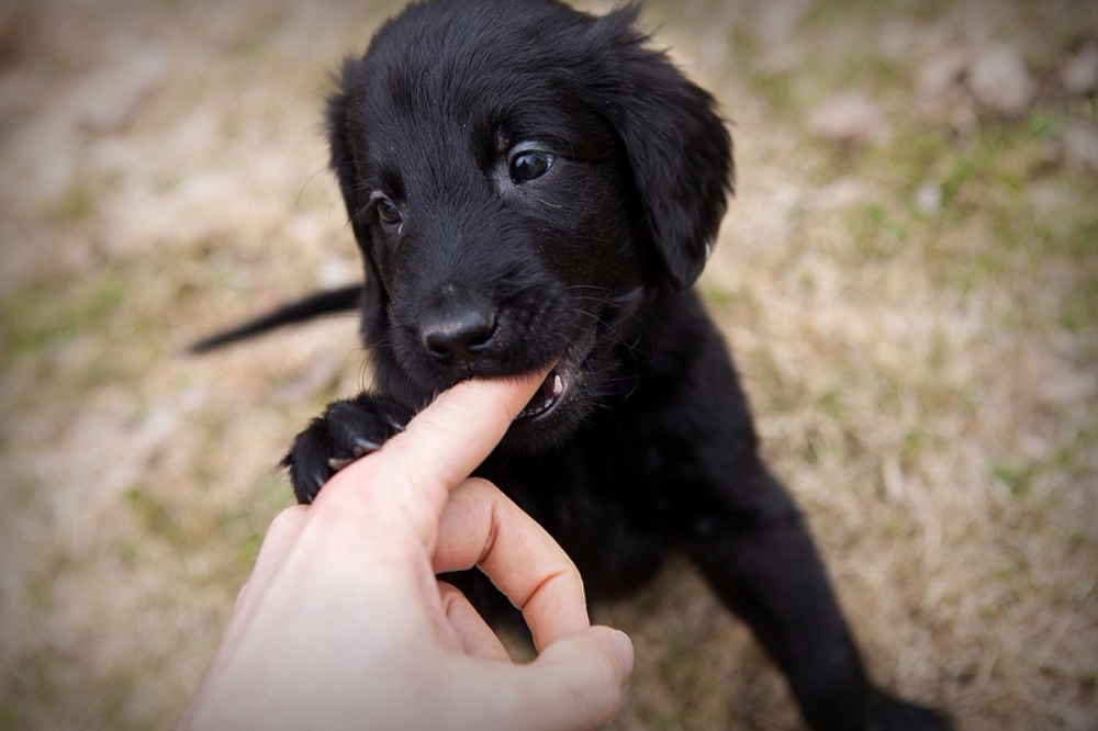 개가 다른 개를 물 때