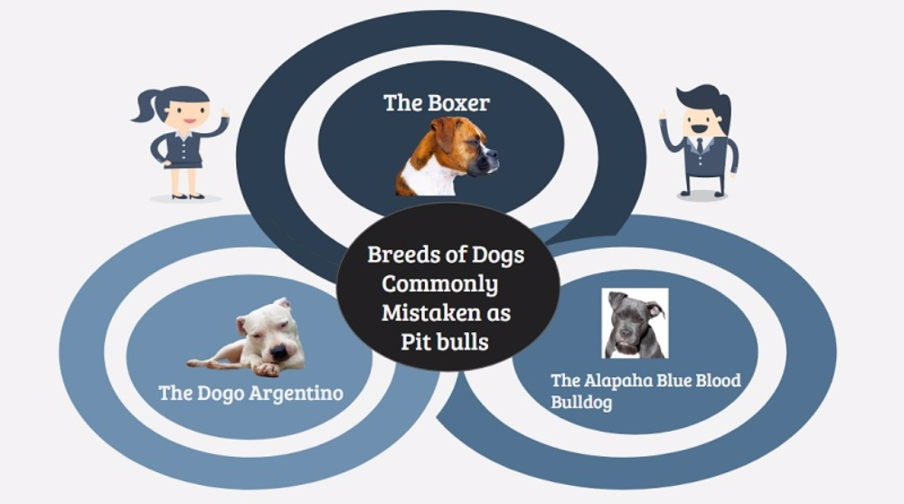 핏불처럼 보이지만 핏불이 아닌 견종