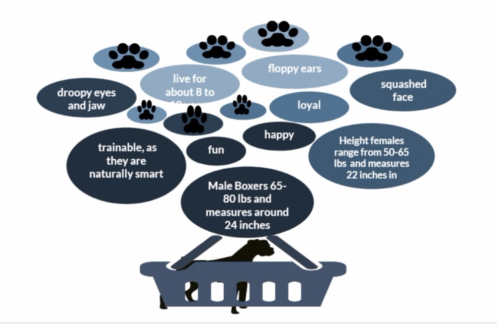 매력적이면서도 별난 개 '복서'