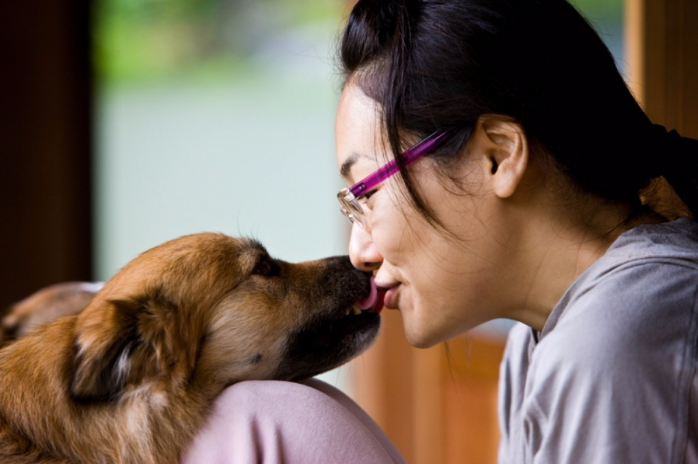 반려견이 당신을 핥도록 두어도 될까?