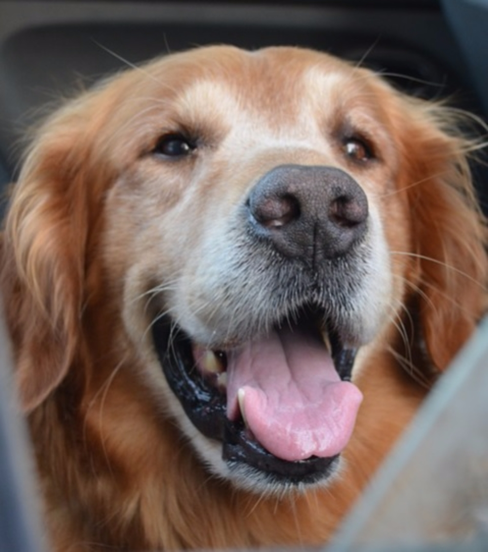 [애완동물 입국 규정] 영국에 애완동물을 데려가려면?