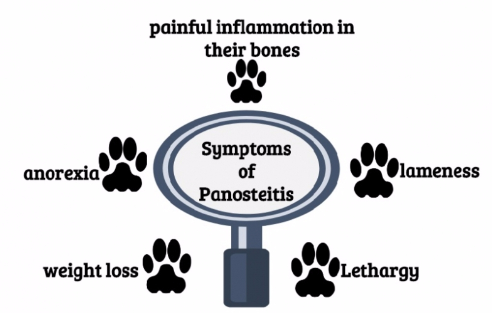 어린 개의 성장통, 범골염이란 무엇인가?