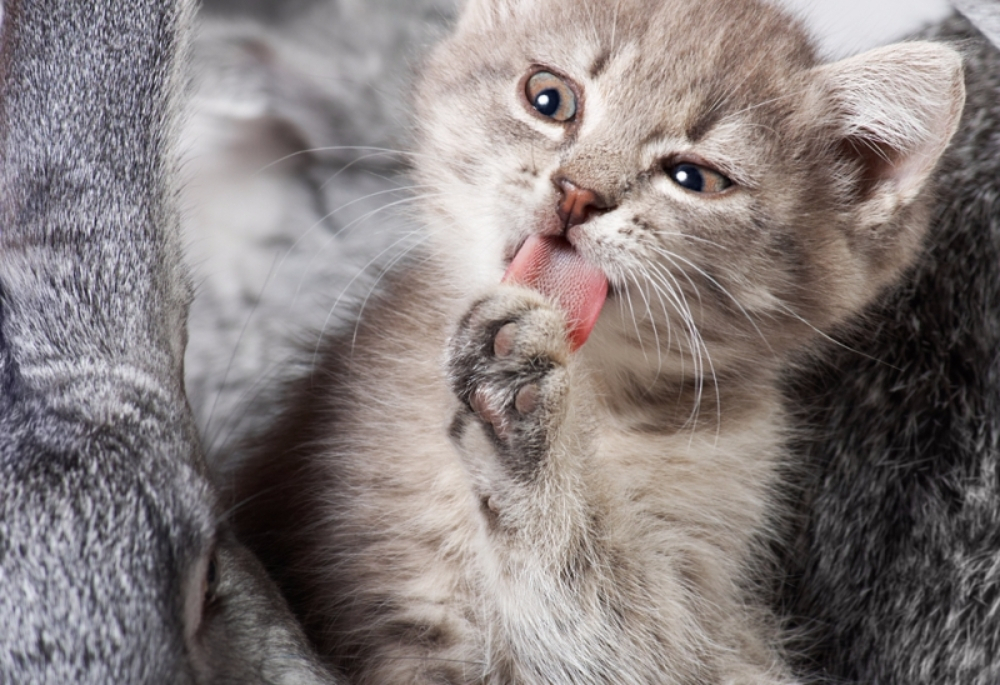 고양이 헤어볼 관리법
