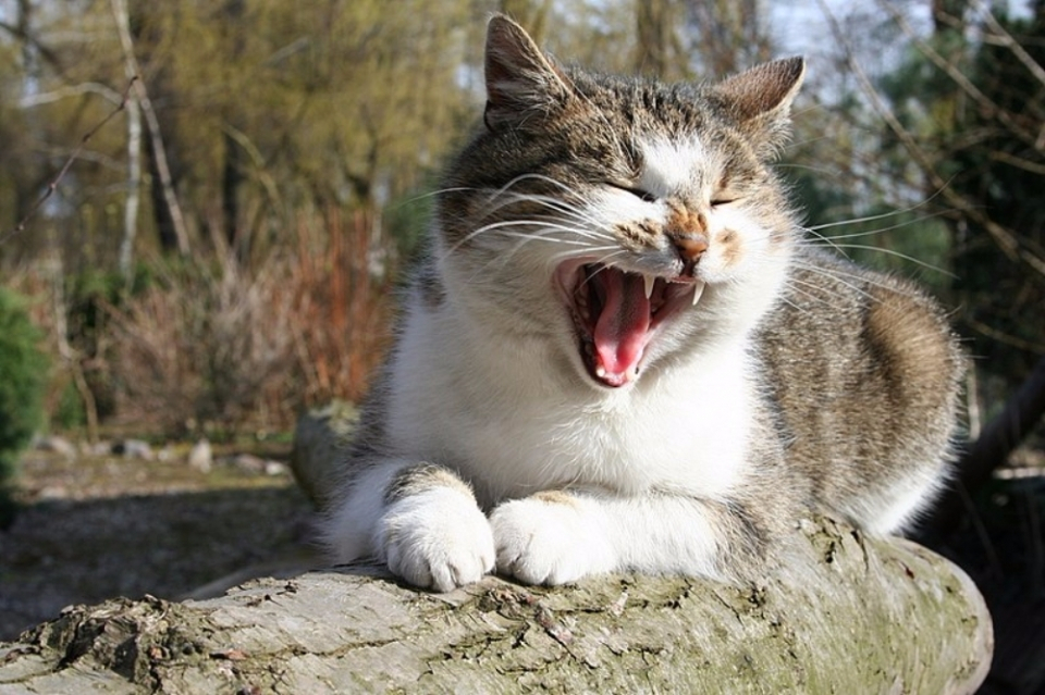 고양이 이빨을 과소평가하지 말라