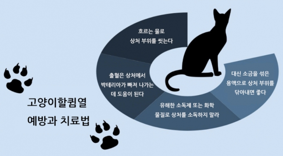 고양이 이빨을 과소평가하지 말라