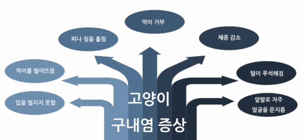 고양이 구내염 치료법