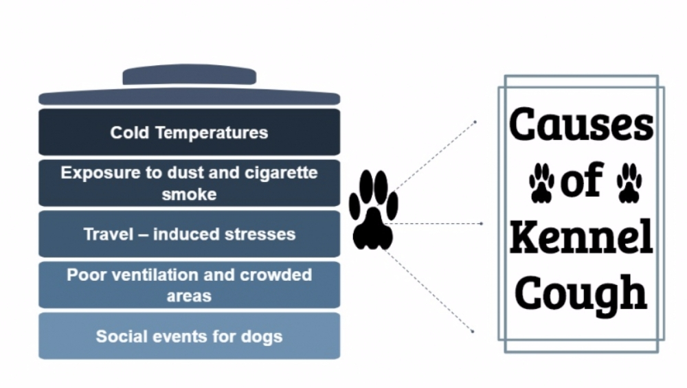 반려견 질병 켄넬코프에 대해 알아보기