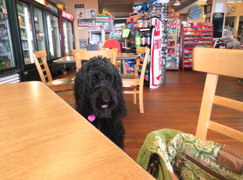 미국 오하이오주, 반려견들의 레스토랑 입장 허용