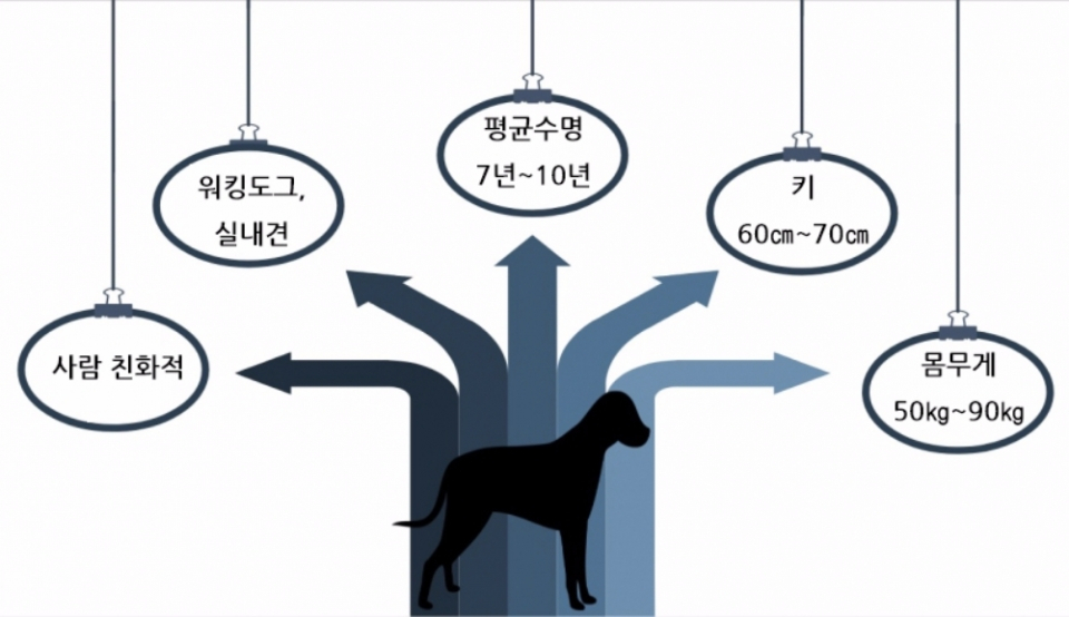 듬직하고 사랑스러운 세인트 버나드
