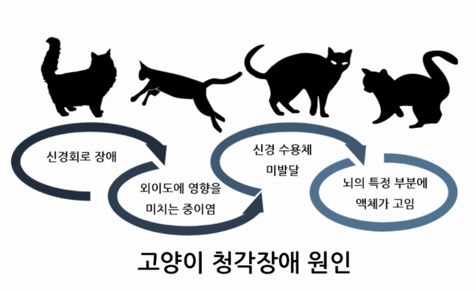 반려묘의 귀가 안 들린다면?