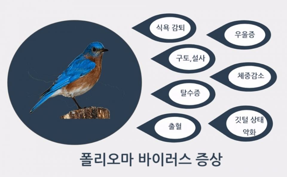애완조류에게 치명적인 질병, 폴리오마 바이러스 예방법