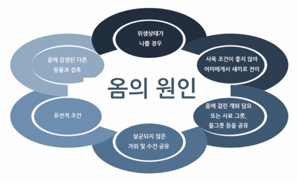 반려견이 옴에 걸렸을 때 해야 할 일