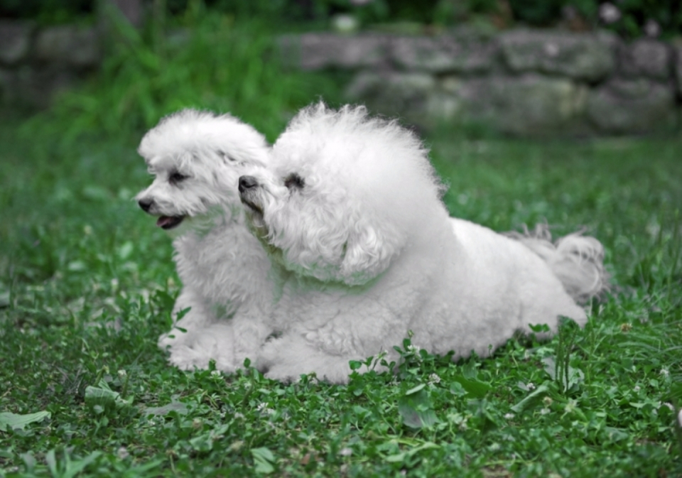 귀엽고 깜찍한 솜사탕견 비숑 프리제