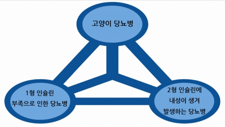 반려묘 당뇨병 관리