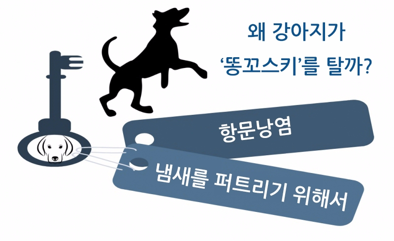 '똥꼬스키'를 타는 반려견, 웃고 있을 때가 아니다