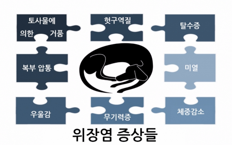 반려견의 위장염 치료 방법은