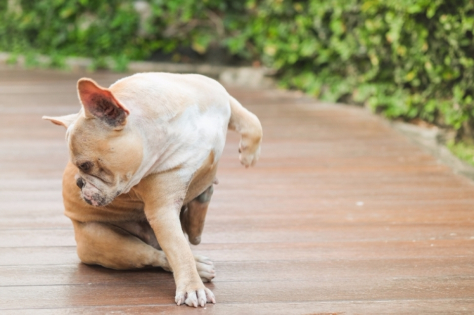 '똥꼬스키'를 타는 반려견, 웃고 있을 때가 아니다