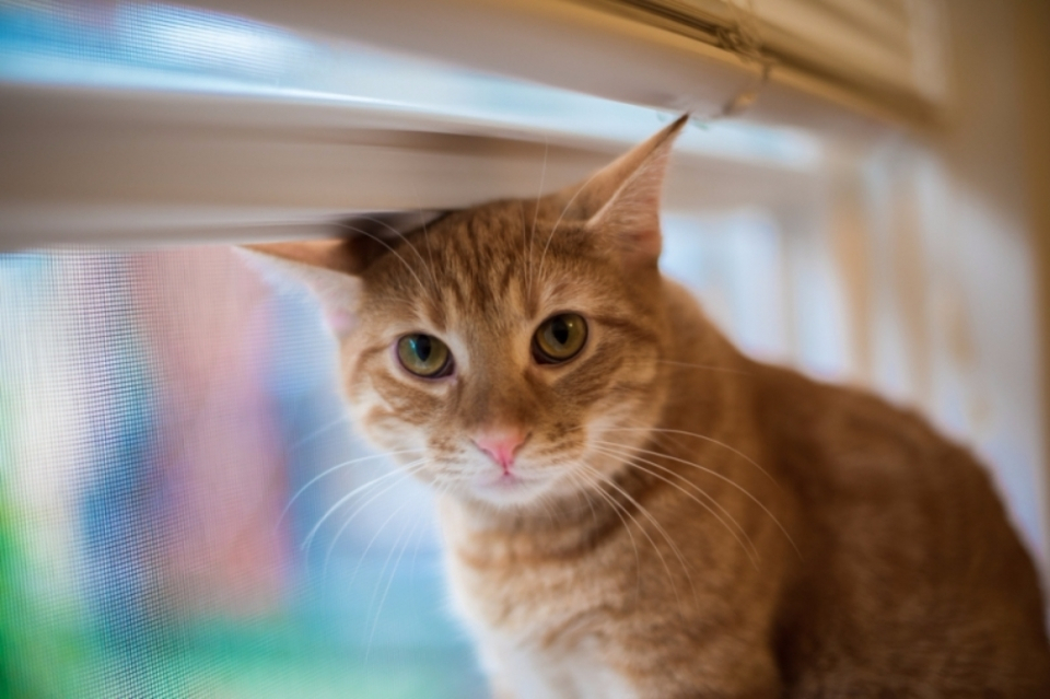 고양이의 안구질환과 실명시 보살피는 방법