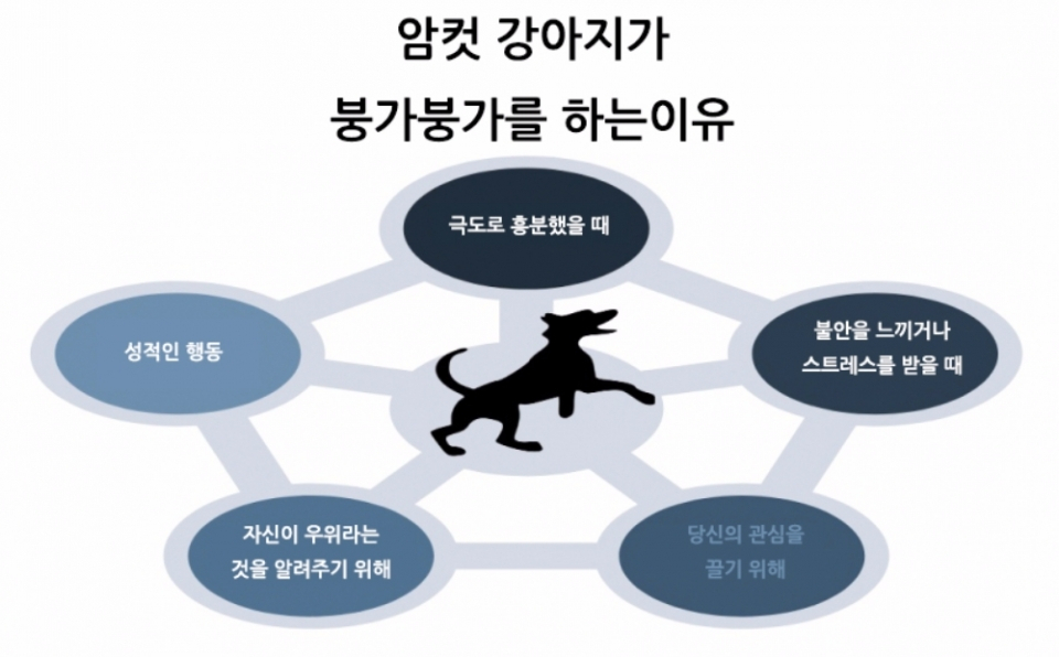 우리 강아지는 암컷인데 붕가붕가를 해요!