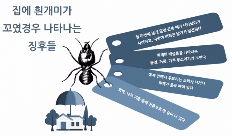 조용한 파괴자 흰개미