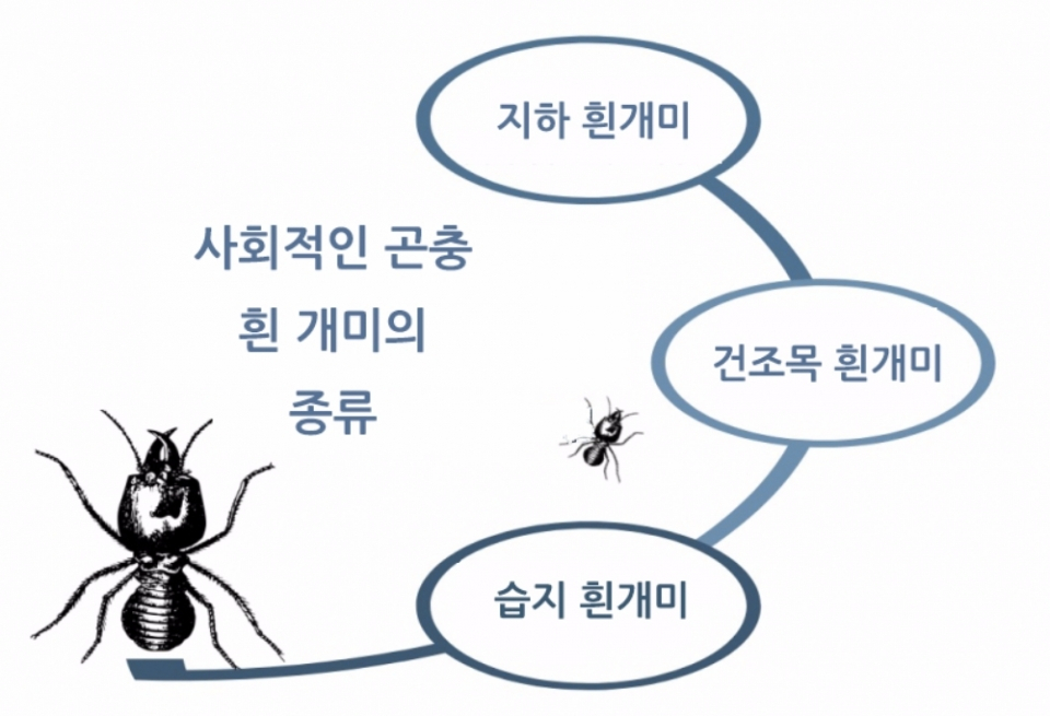 조용한 파괴자 흰개미