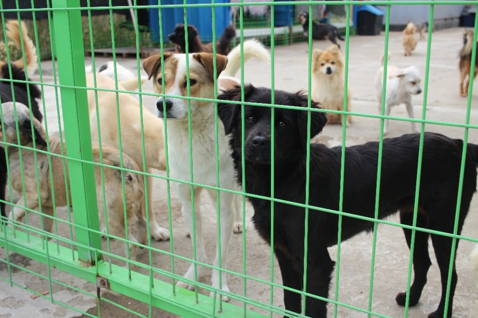 유기동물 입양이 까다로운 이유
