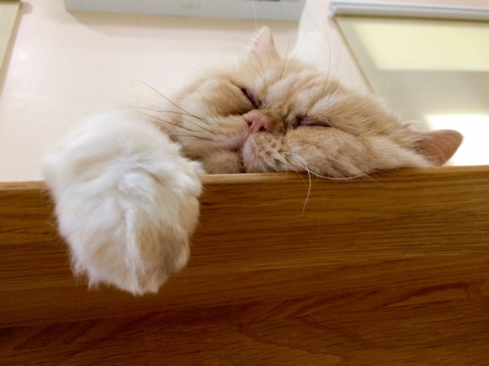 페르시안 고양이의 유전병, 체디아크 히가시 증후군