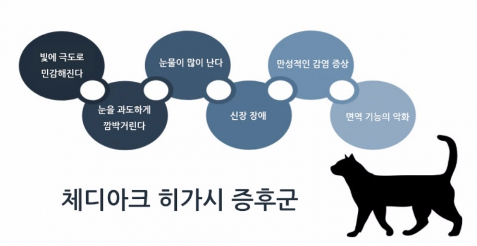 페르시안 고양이의 유전병, 체디아크 히가시 증후군