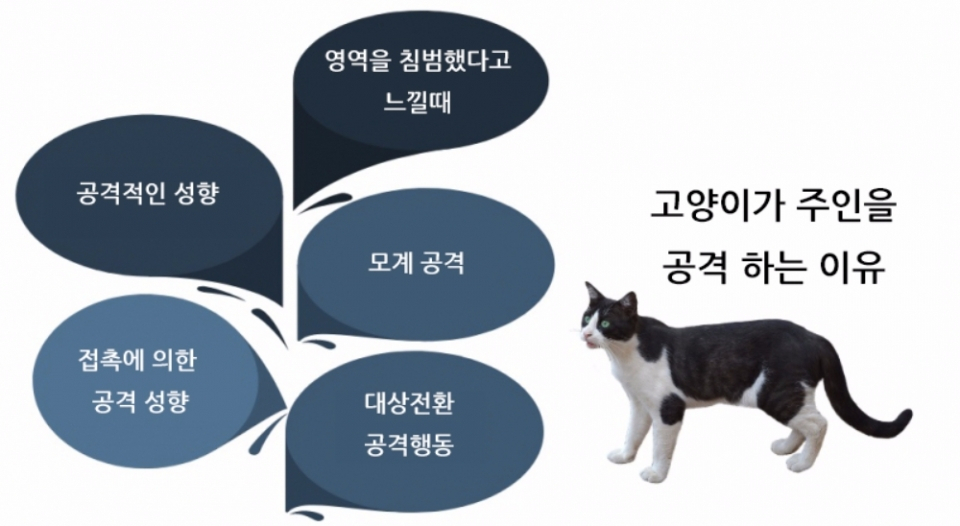 고양이가 주인을 공격하는 이유