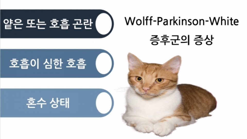 고양이에게 치명적인 WPW증후군에 대해 알아보자