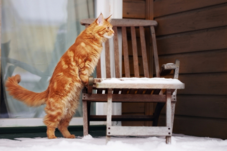 고양이의 이상행동? 다 이유가 있다고!