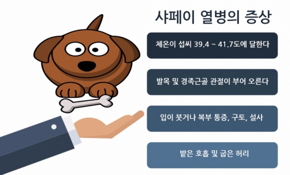 쭈글쭈글 샤페이의 유전병, '샤페이 열병'