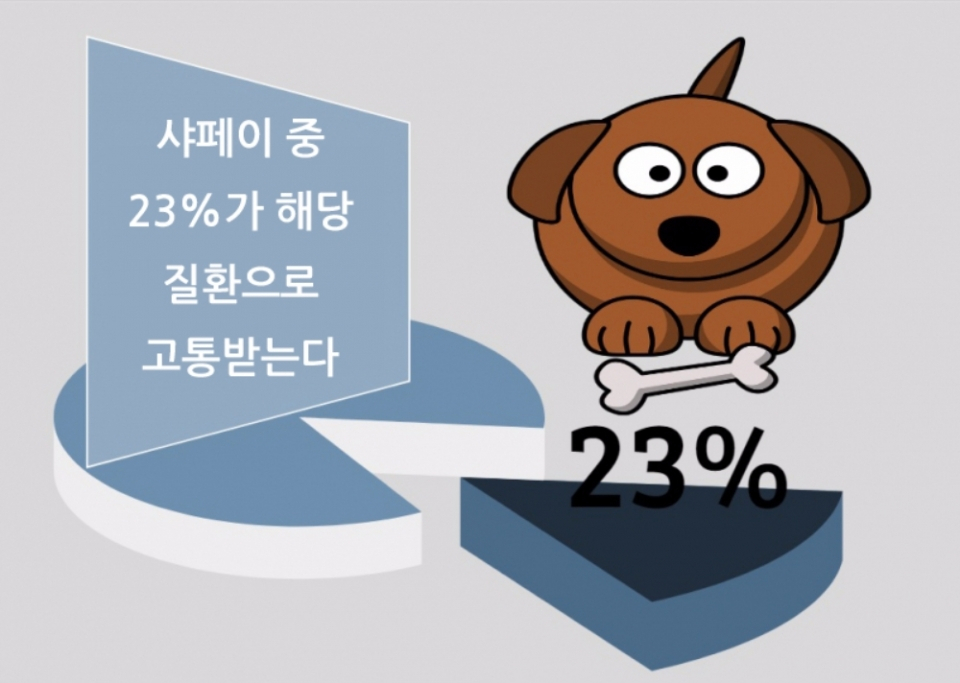 쭈글쭈글 샤페이의 유전병, '샤페이 열병'