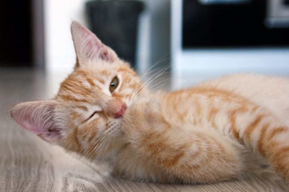 고양이의 이상행동? 다 이유가 있다고!