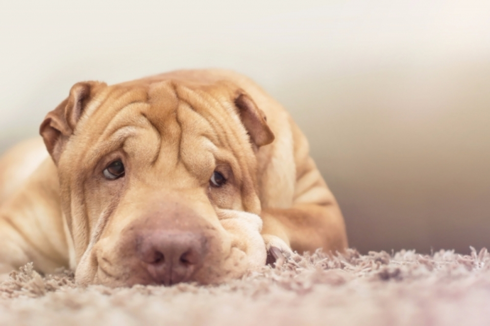 쭈글쭈글 샤페이의 유전병, '샤페이 열병'