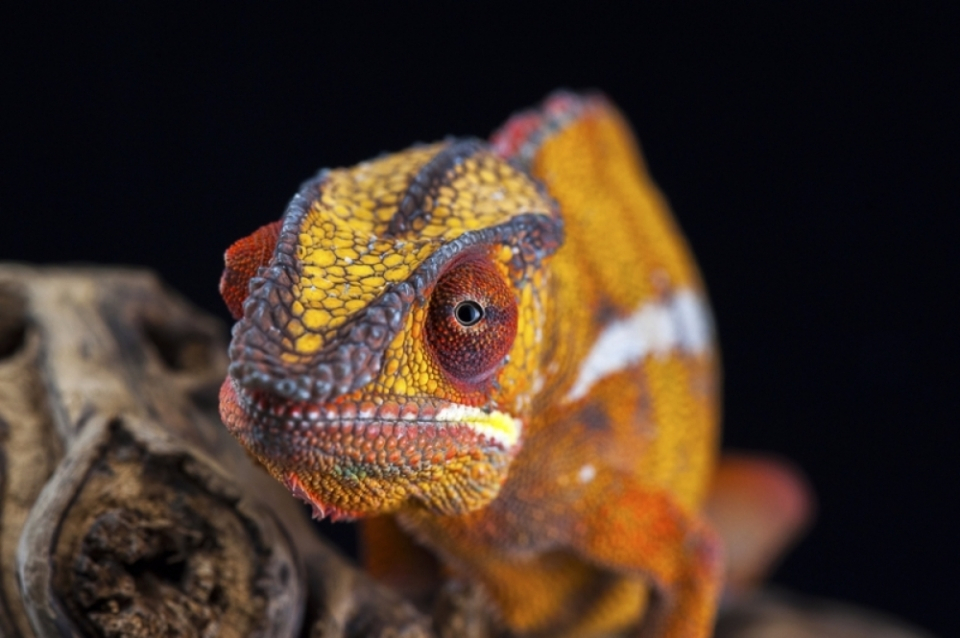 애완 카멜레온, 대사성 골질환에 주의해야