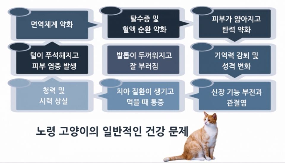 노령 반려묘 관리하는 방법