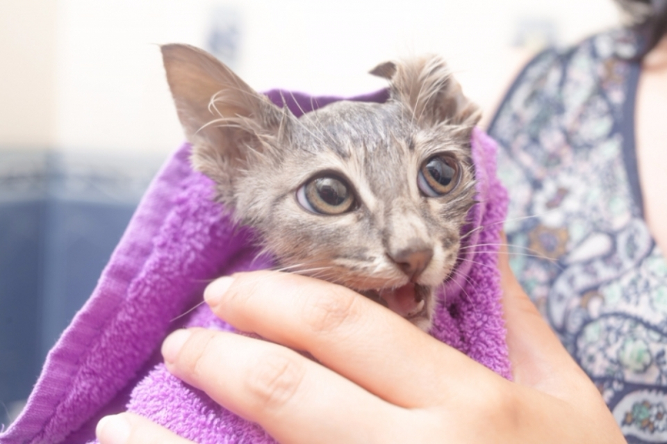 고양이 목욕에서 살아남기