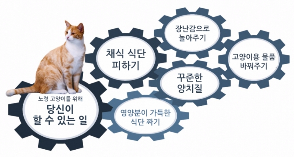 노령 반려묘 관리하는 방법
