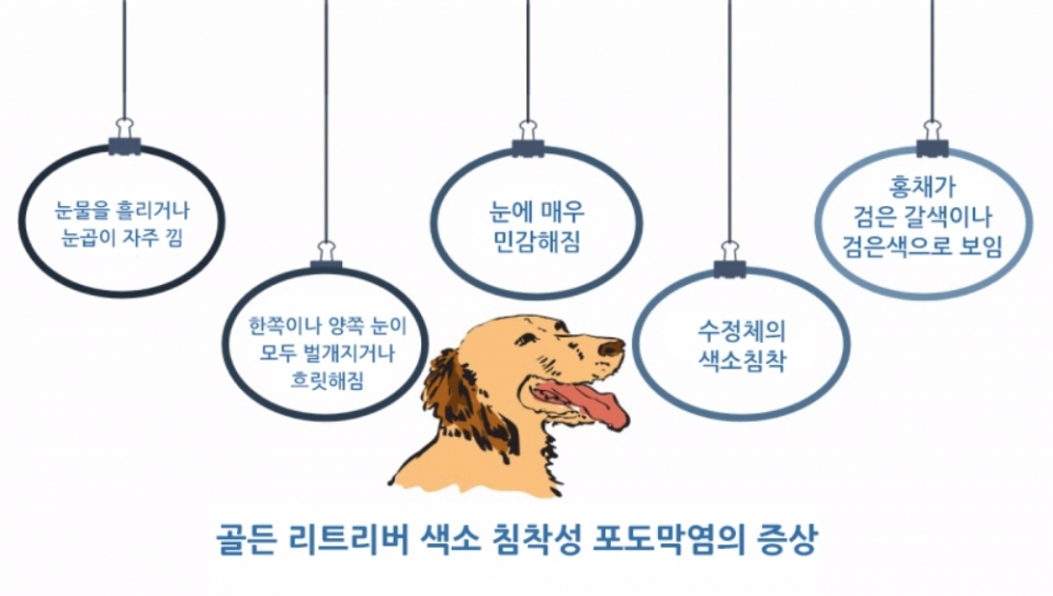 골든 리트리버의 유전병 색소 침착성 포도막염